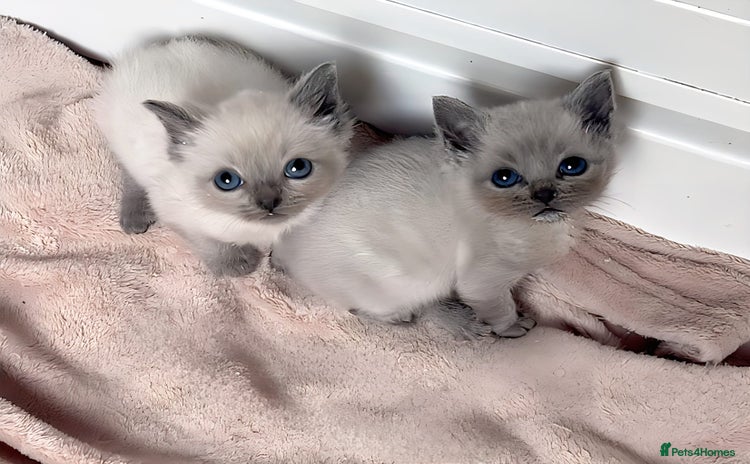 Ragdoll cats - Advert 12