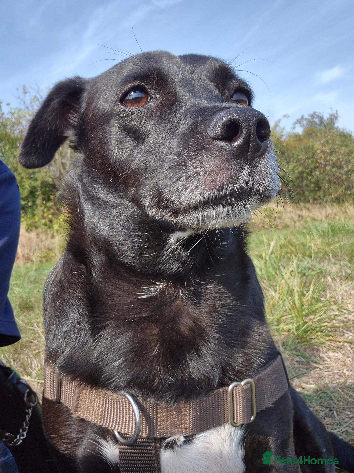 Mixed Breed dogs Bramble ❤️  - Advert 1