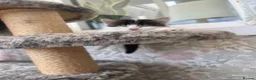 British Longhair cats for sale: Two beautiful longhaired kittens  in Hayling Island - Advert 8