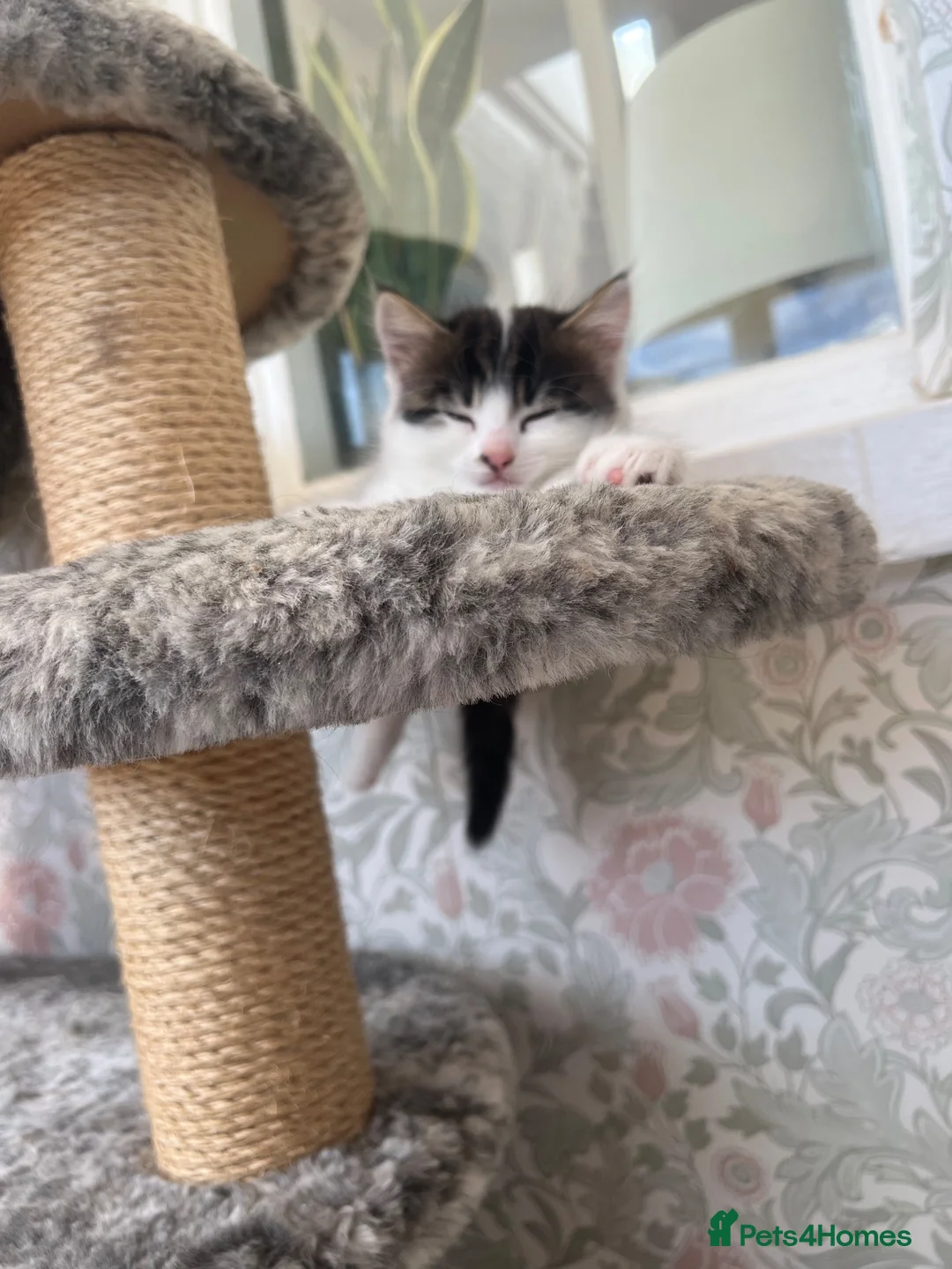 British Longhair cats for sale: Two beautiful longhaired kittens  in Hayling Island - Advert 8