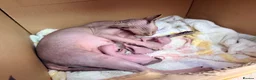 Sphynx cats for sale: 2 beautiful Sphynx kittens  - Advert 4