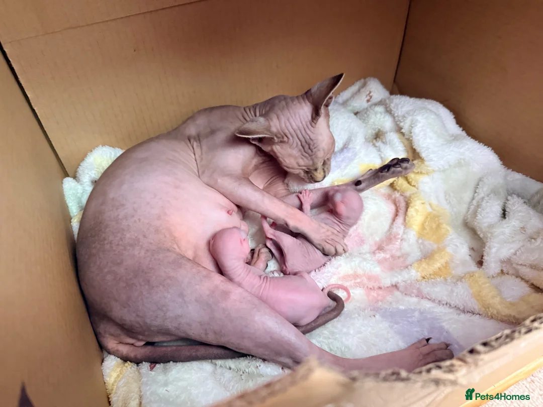 Sphynx cats for sale: 2 beautiful Sphynx kittens  - Advert 4