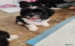 Shih Tzu dogs for sale: Shih Tzu puppies 1 boy available Redy Now!!! - Image 14