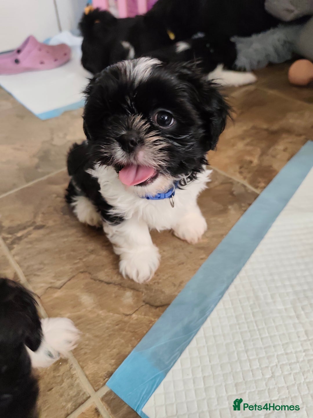 Shih Tzu dogs for sale: Shih Tzu puppies 1 boy available Redy Now!!! - Image 14