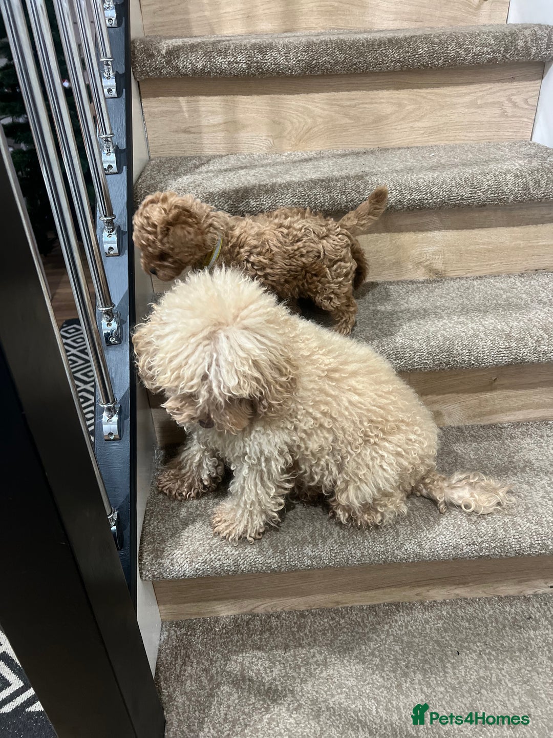 Toy Poodle dogs for sale: Toy poodle puppies.  - Advert 8