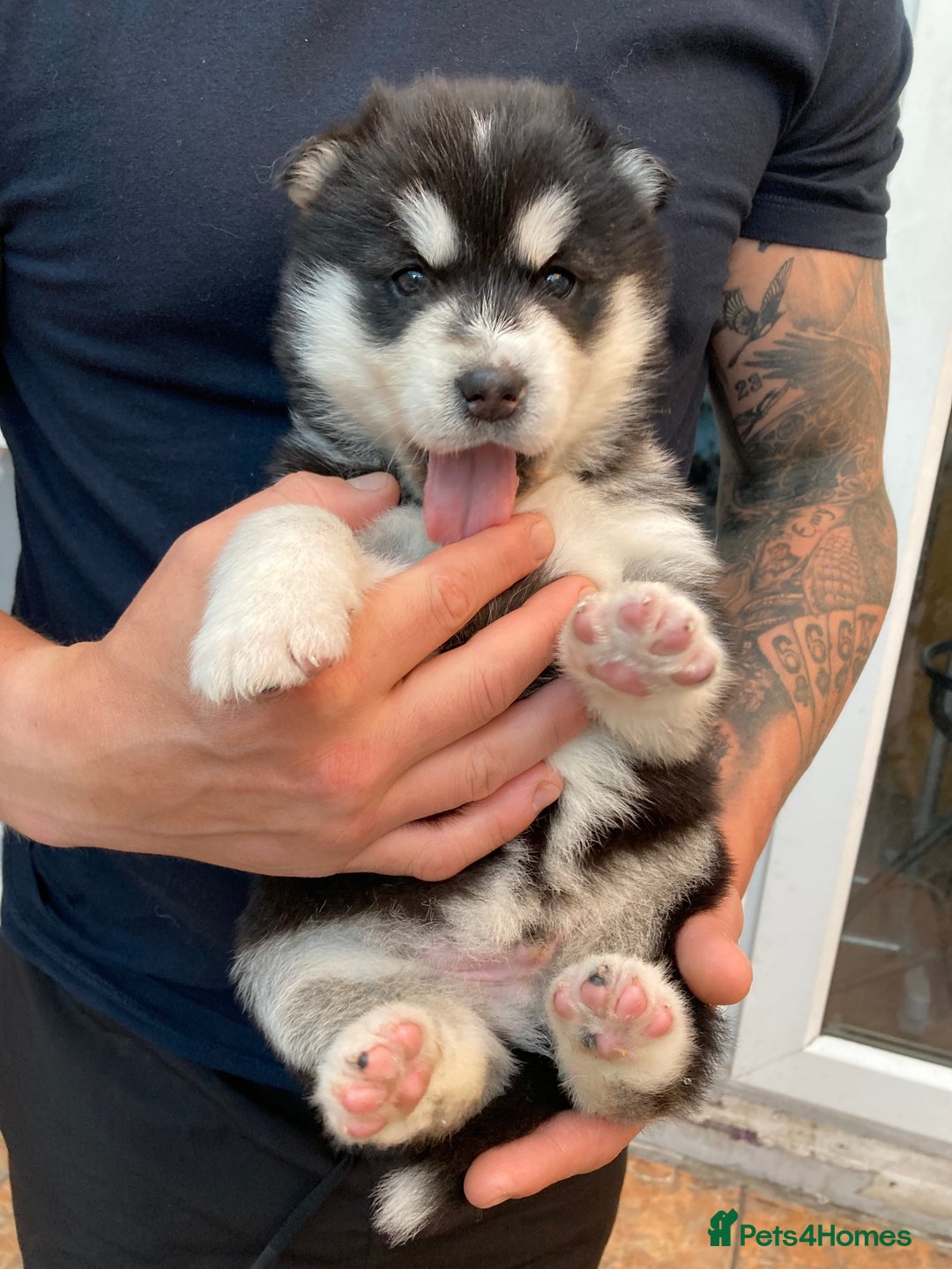 Alaskan Malamute dogs for sale: Alsaskan malamute puppies  - Advert 10