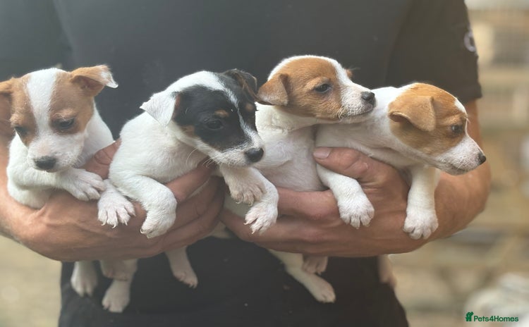 Jack Russell dogs - Advert 5