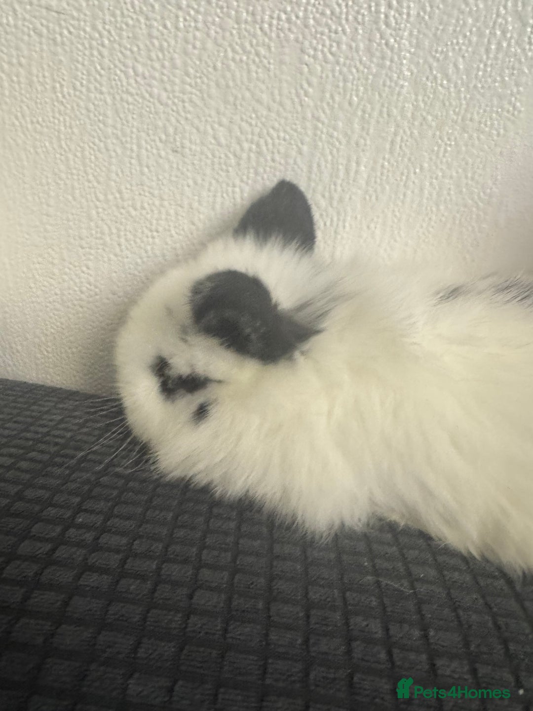 Mini Lop rabbits for sale: Baby mini lops  - Advert 4