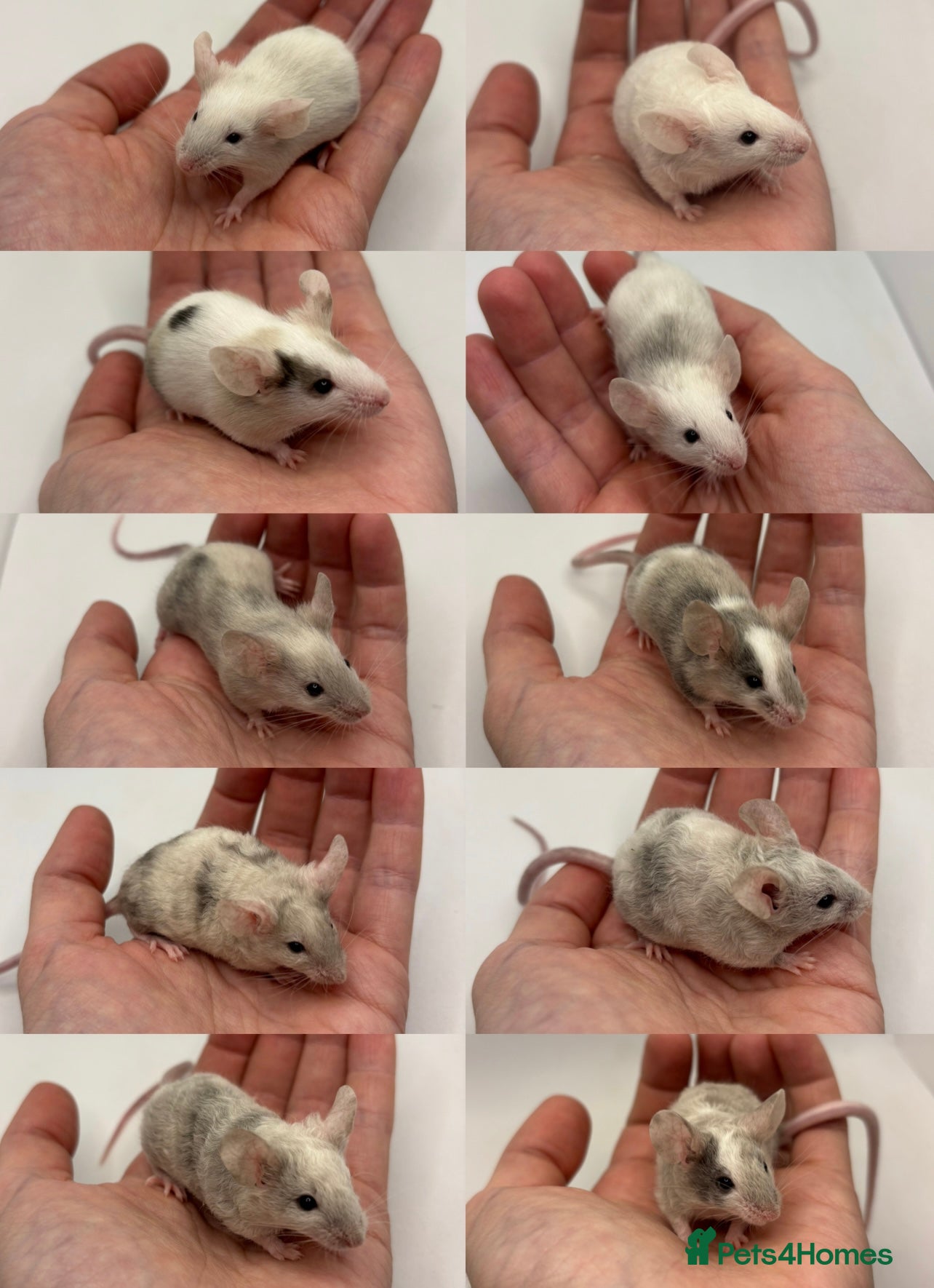 Mouse rodents Male Fancy Mice (available now) - Advert 3