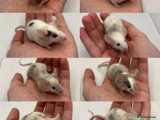 Mouse rodents Male Fancy Mice (available now) - Advert 4