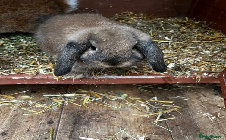 Mixed Breed rabbits - Advert 1