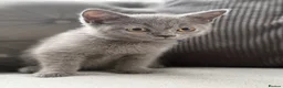 British Shorthair cats for sale: Beautiful BSH - Advert 7