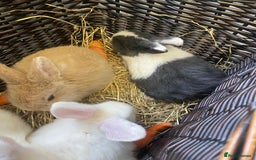 Mini Lop rabbits for sale: Baby rabbits (x4) - Advert 3