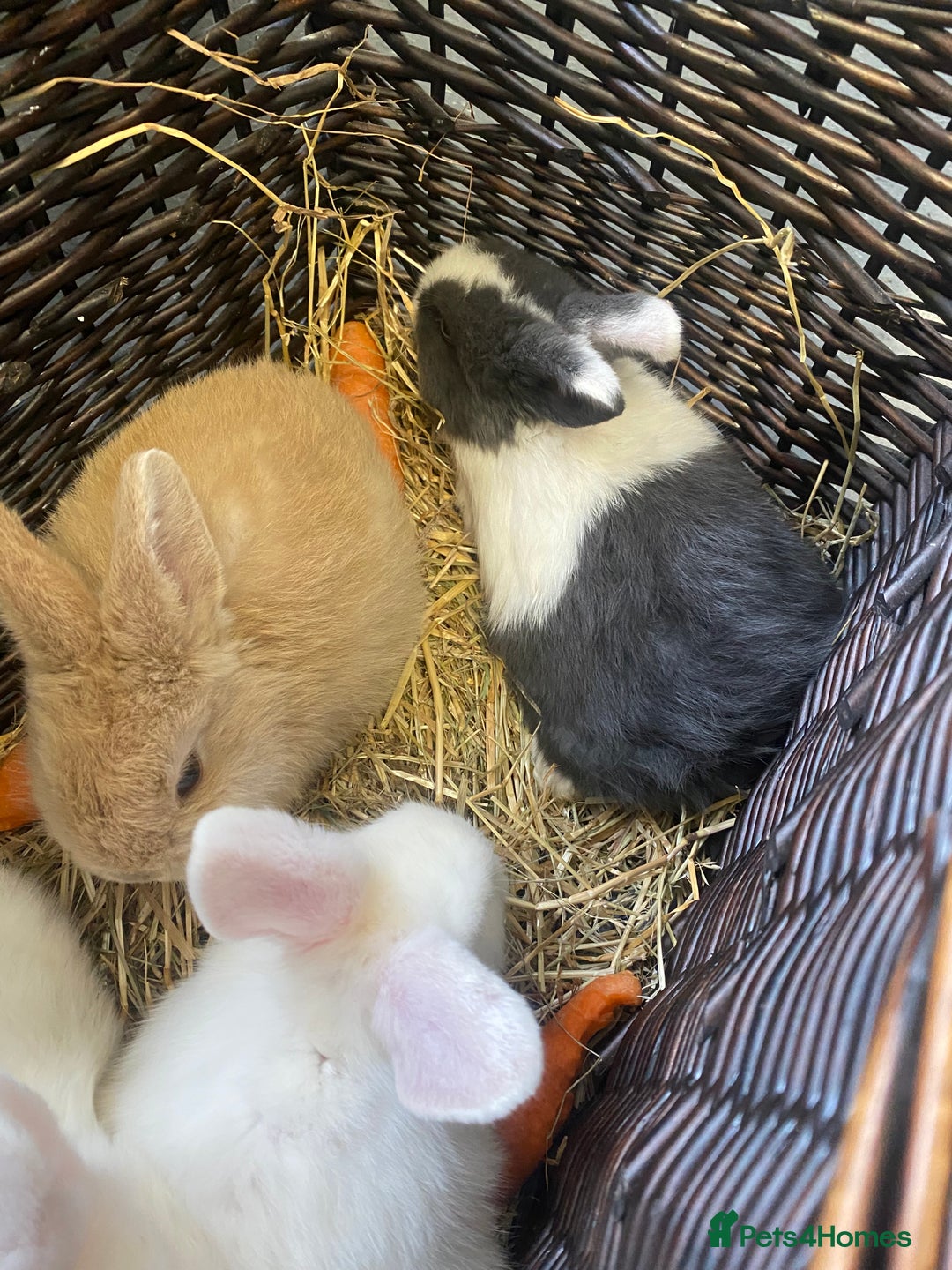 Mini Lop rabbits for sale: Baby rabbits (x4) - Advert 3