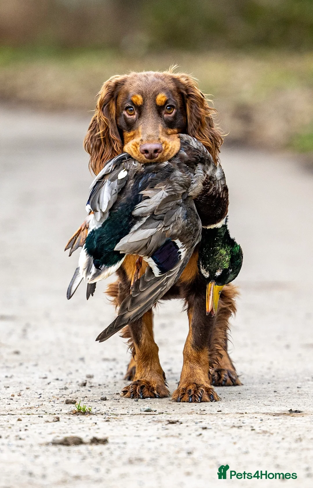 Cocker Spaniel dogs for stud: Working Chocolate & Tan Stud in Bedale - Advert 3