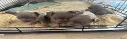 French Bulldog dogs for sale: French bulldog puppies in Stirling - Advert 4
