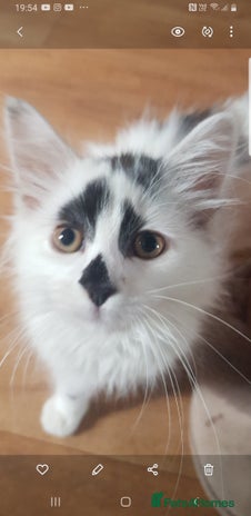 Domestic Shorthair cats - Advert 13