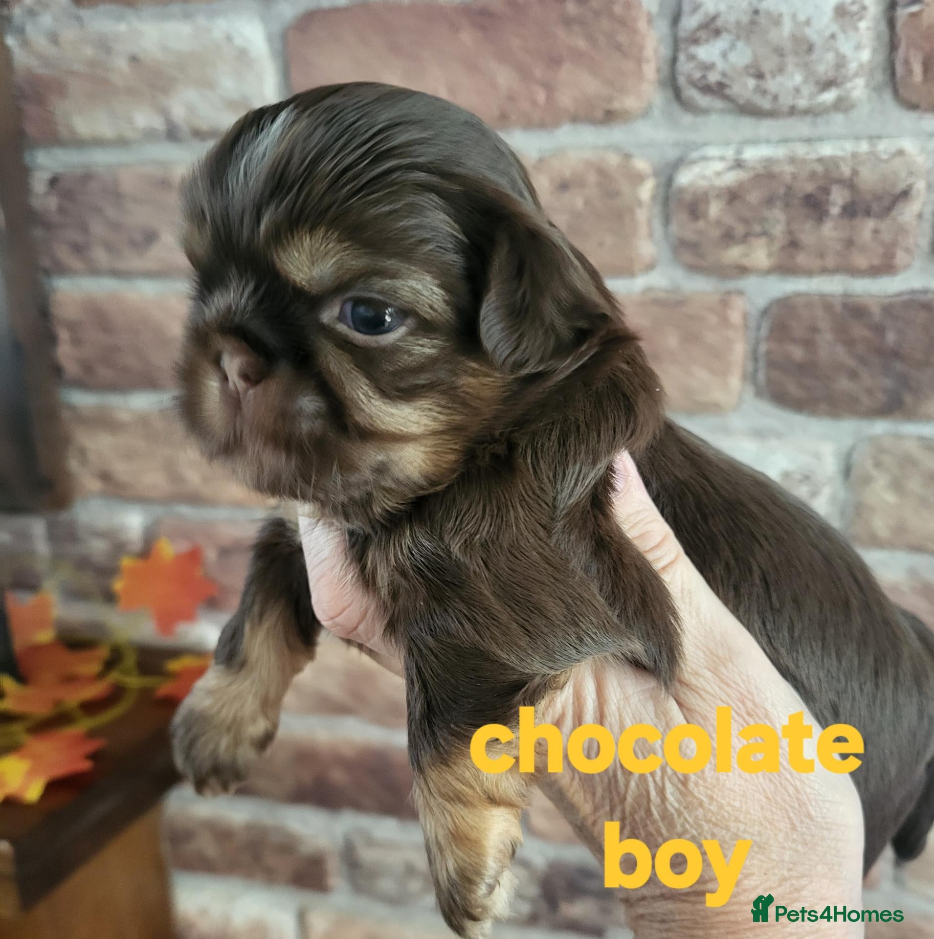 Shih Tzu dogs Quality shih tzu  - Advert 3