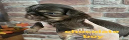 Shih Tzu dogs for sale: Quality shih tzu  - Advert 7