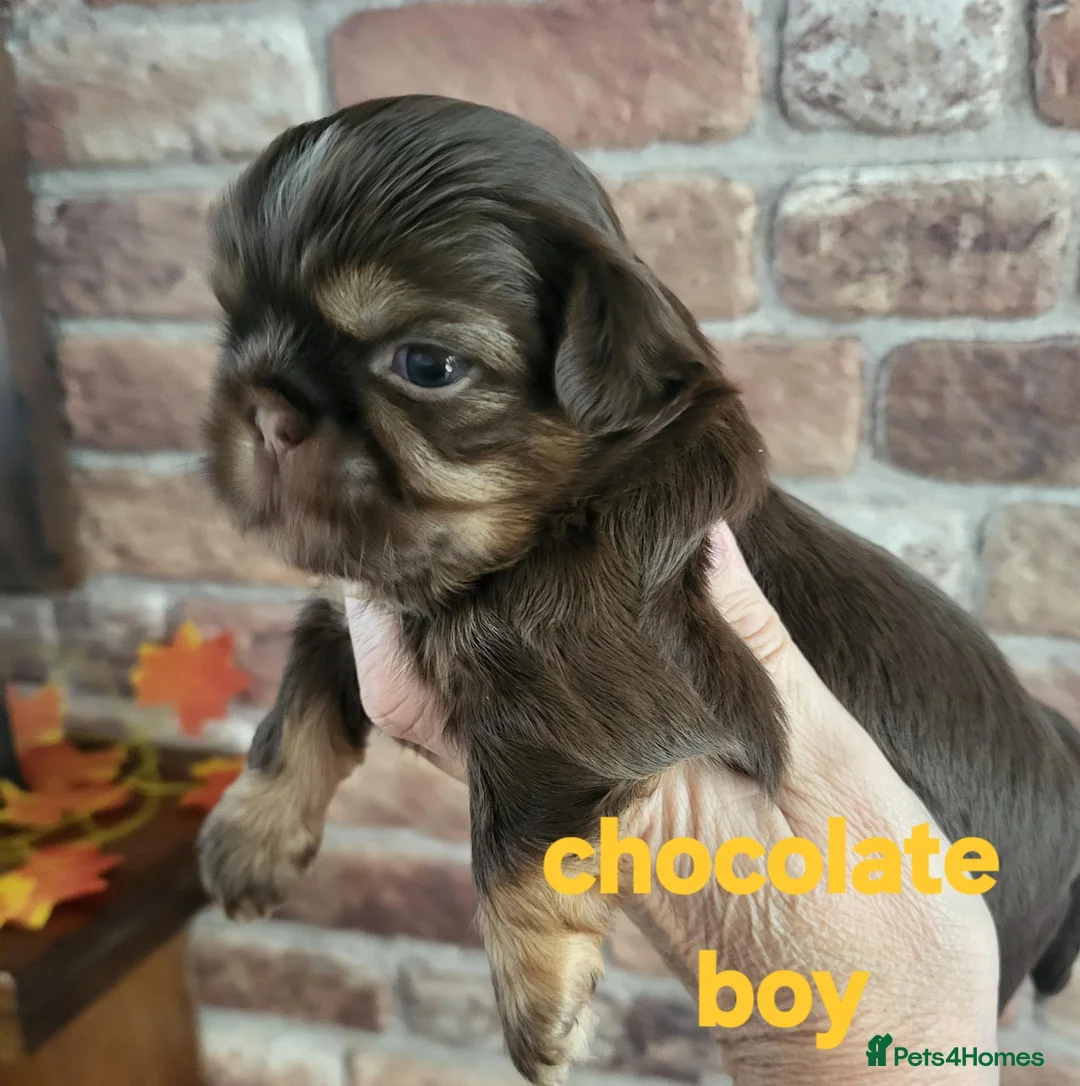 Shih Tzu dogs for sale: Quality shih tzu  - Advert 7