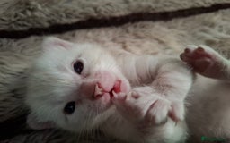 Bengal cats for sale: Stunning pure Bengal Kittens - Image 17