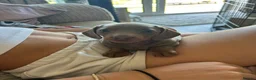Dachshund dogs for sale: KC Registered Isabella & Tan Dachshund Puppies - Advert 10