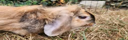 Mixed Breed rabbits for sale: Bunny's  - Advert 6