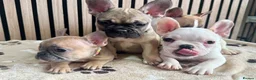 French Bulldog dogs for sale: KC REGISTERED FRENCH BULLDOG 🐶 - Advert 20
