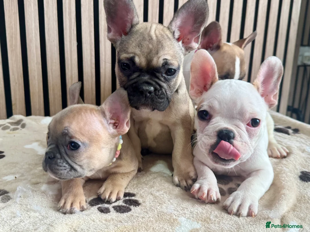French Bulldog dogs for sale: KC REGISTERED FRENCH BULLDOG 🐶 - Advert 20