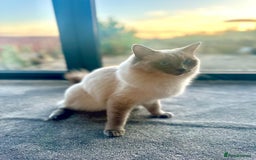 Ragdoll cats for sale: Ragdoll kittens for sale  - Image 8