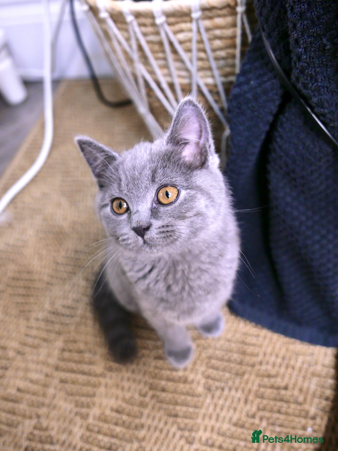 British Shorthair cats for sale: GCCF Registered British Shorthair Kittens -Cardiff - Advert 25