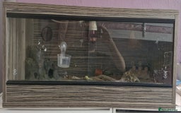 Leopard Gecko reptiles for sale: Leopard Gecko - Image 2