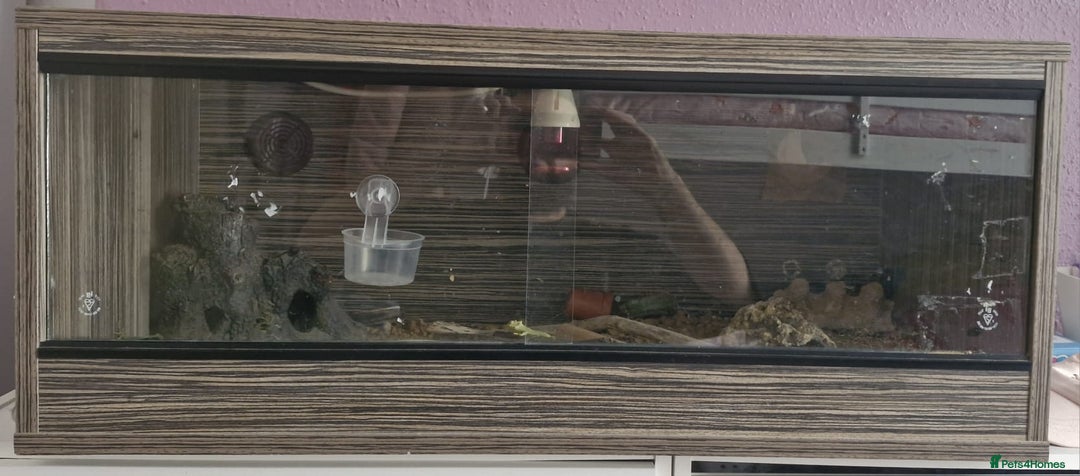 Leopard Gecko reptiles for sale: Leopard Gecko - Image 2