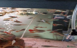 Live Bearers fish for sale: Beautiful assorted young guppies (priced per 5) - Image 6