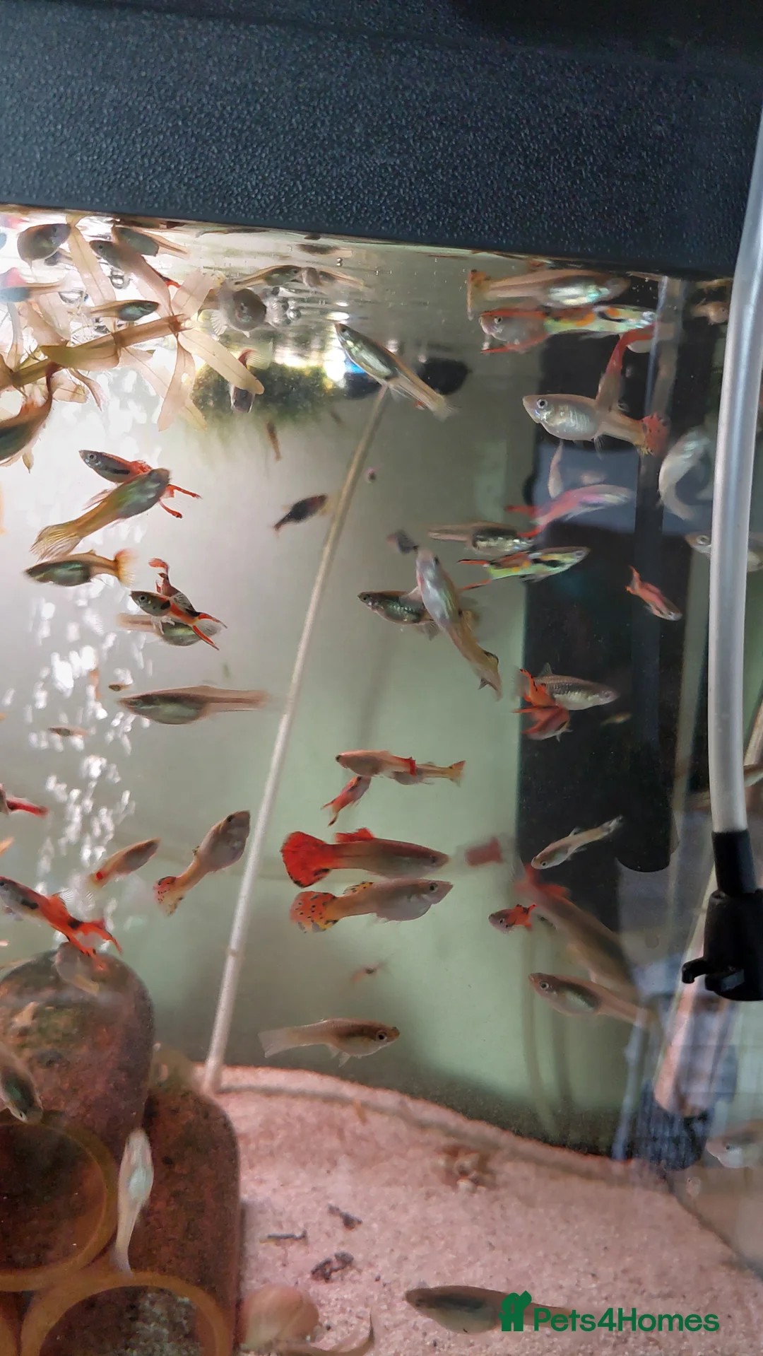Live Bearers fish for sale: Beautiful assorted young guppies (priced per 5) - Advert 6