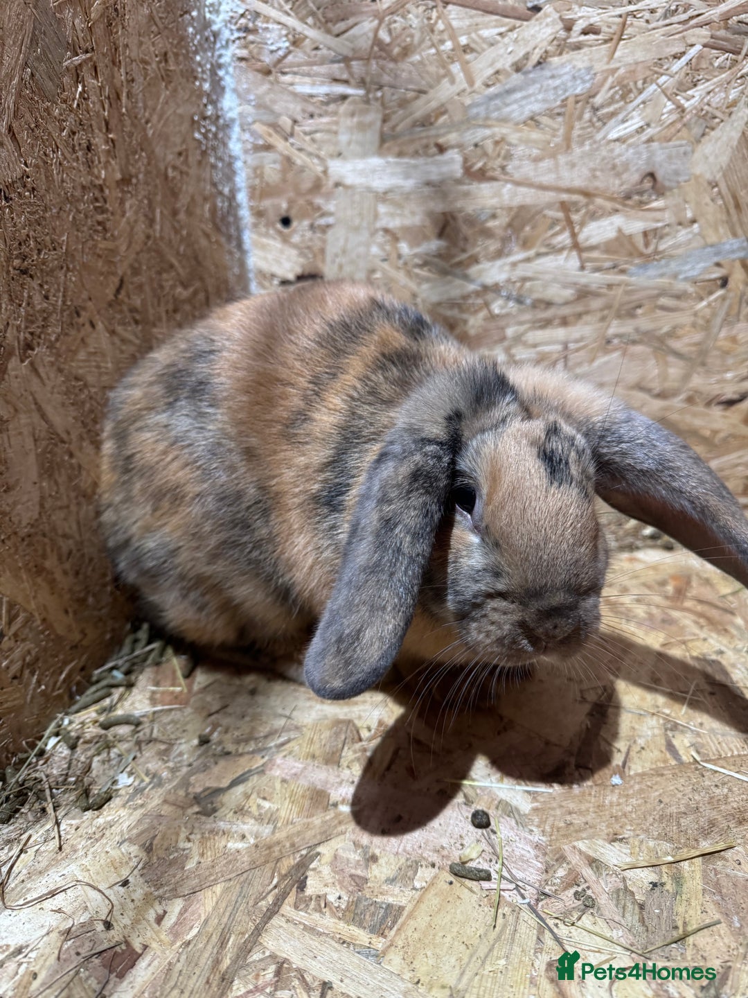 Mini Lop rabbits for sale: Rabbits for sale  - Advert 2