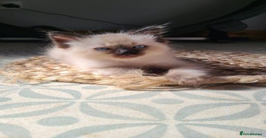 Ragdoll cats - Advert 15