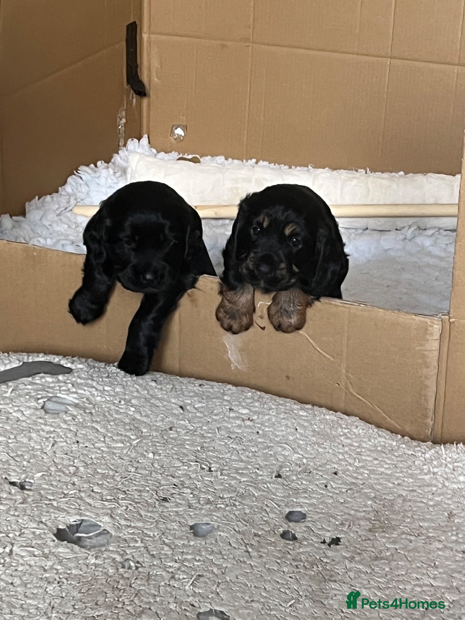 Cocker Spaniel dogs KC Reg Cocker Spaniel Puppies - Advert 10