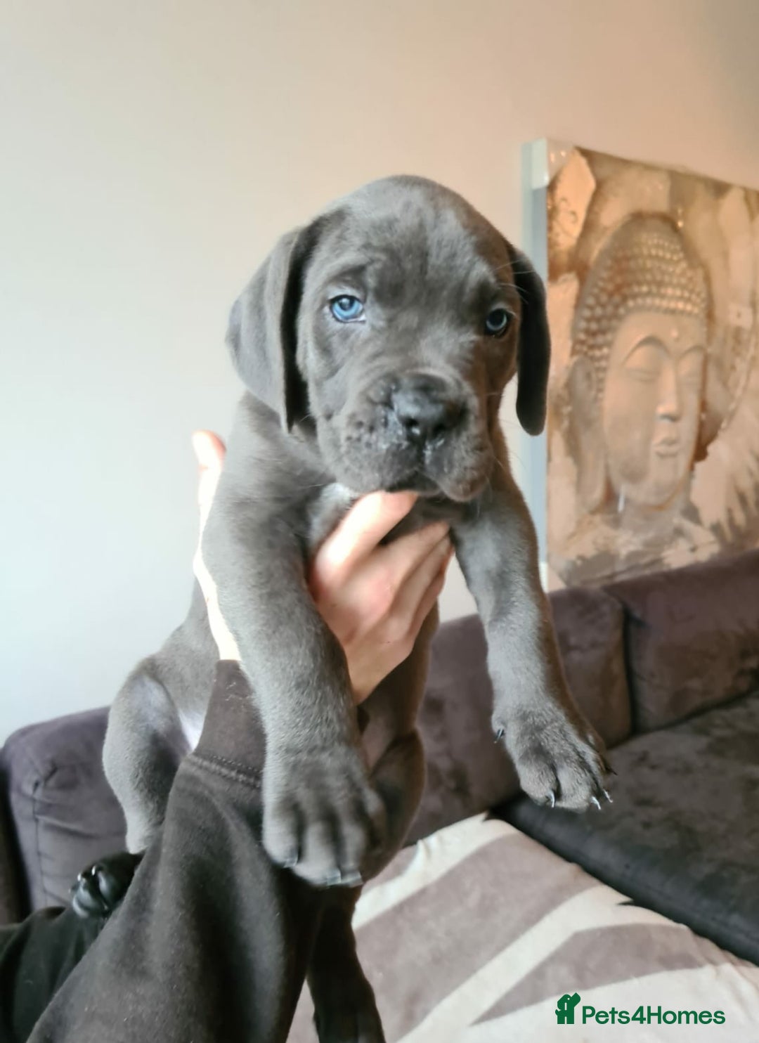 Cane Corso dogs for sale: Outstanding champion bloodline Cane Corso's - Advert 5