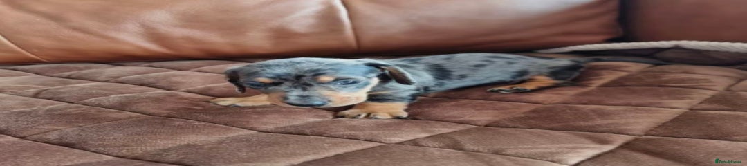Miniature Dachshund Puppy 2