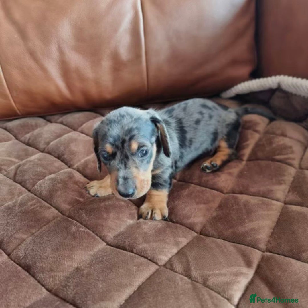 Miniature Dachshund dogs for sale: SWEET STUNNING MINIATURE DACHSHUND PUPPIES - Image 8