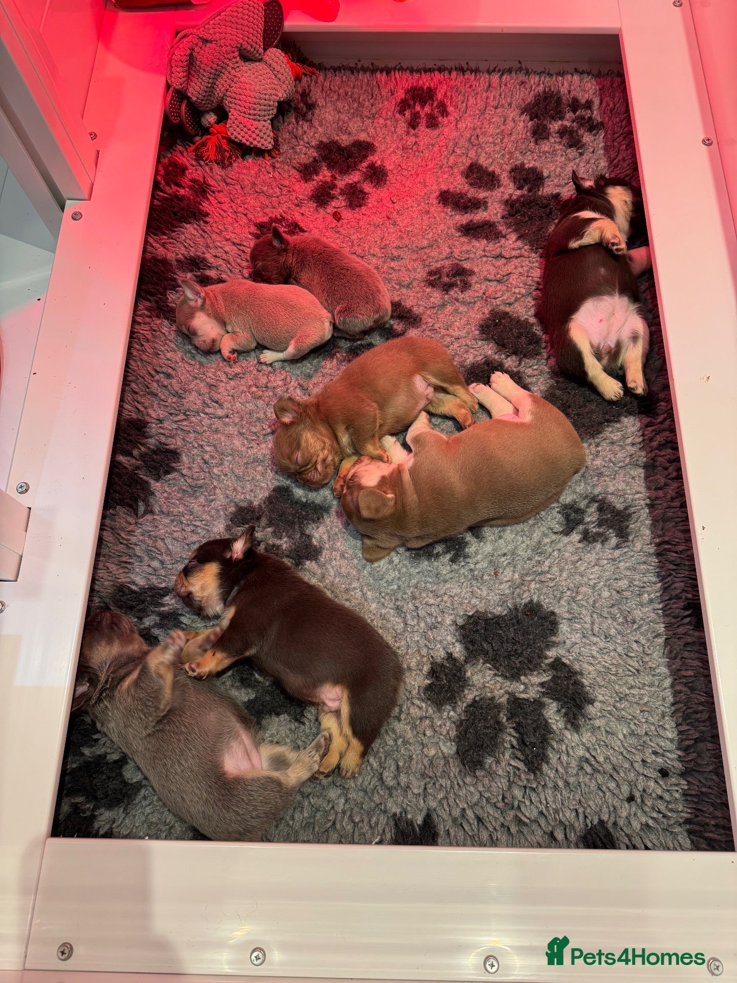 French Bulldog dogs Stunning French Bulldog puppies  - Advert 2