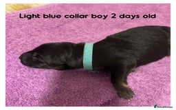 German Shepherd dogs for sale: German shepherd puppies  - Image 4
