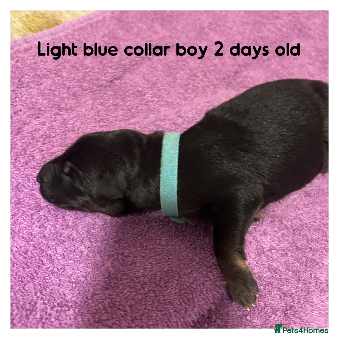 German Shepherd dogs for sale: German shepherd puppies  - Image 4