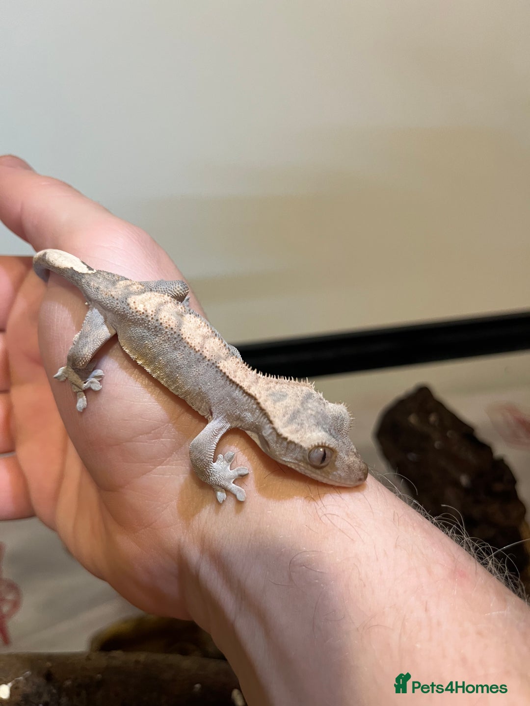 Gecko reptiles for sale: Crested gecko babies for sale  - Advert 5