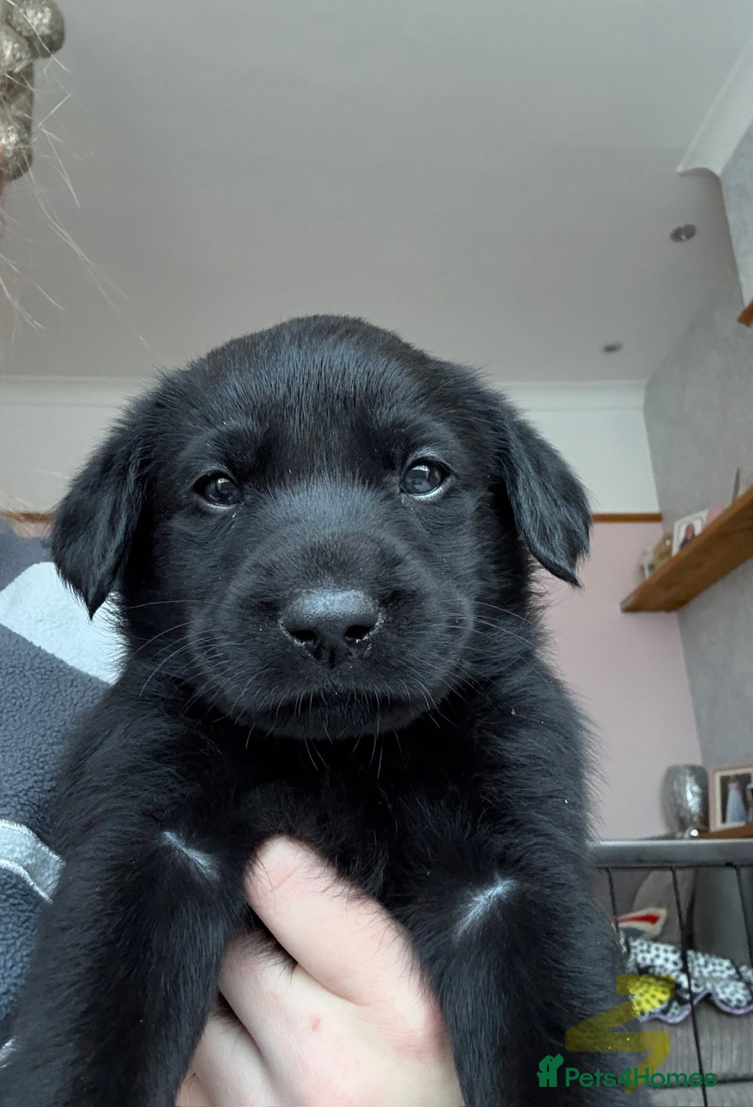 Labrador Retriever dogs for sale: Gorgeous chunky black lab pups🖤 - Advert 26