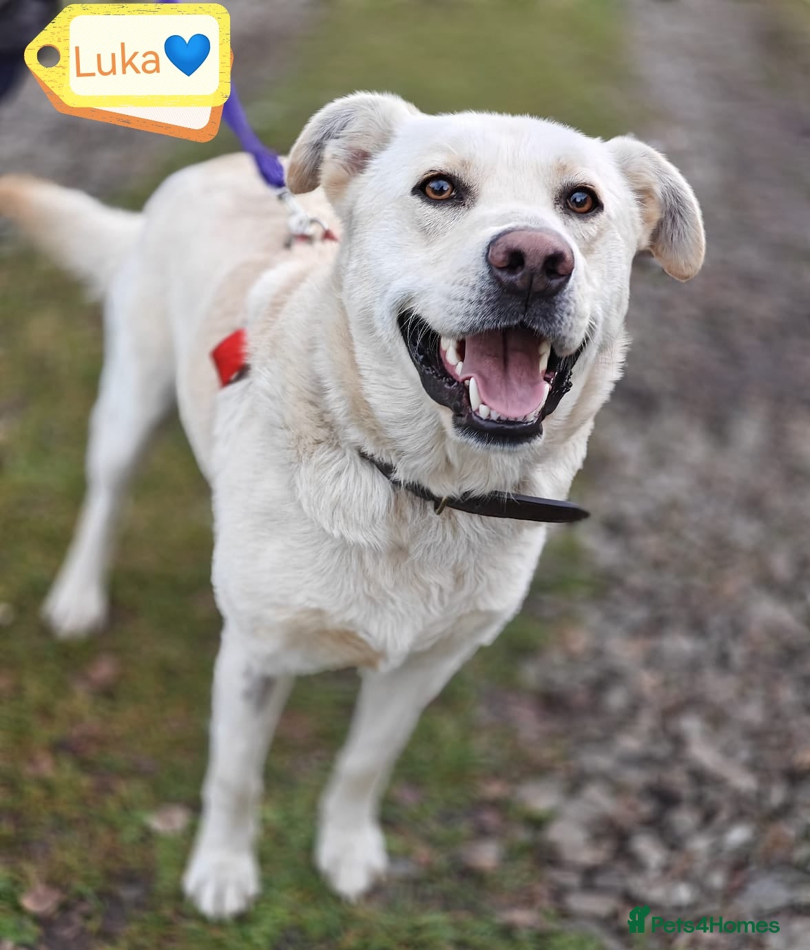 Mixed Breed dogs 💙🐶 LUKA 🐶💙 - Advert 1