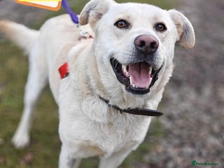 Mixed Breed dogs 💙🐶 LUKA 🐶💙 - Advert 1