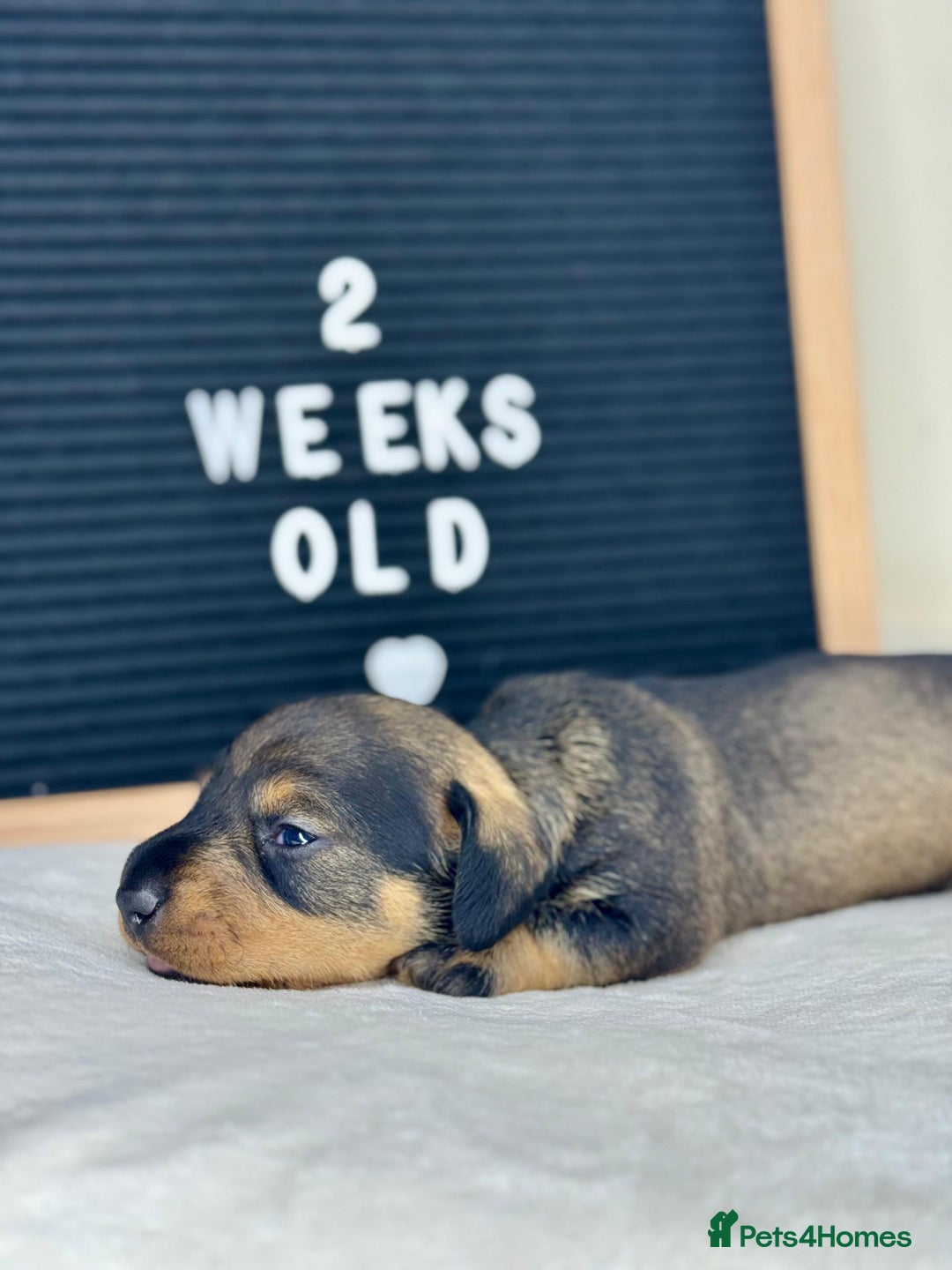 Miniature Dachshund dogs for sale: KC reg mini wires PRA LAFORA clear  - Advert 9