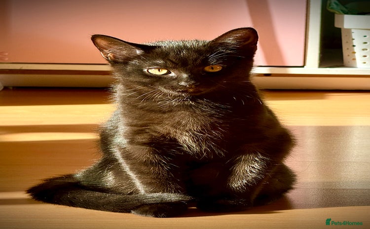 British Shorthair cats - Advert 4